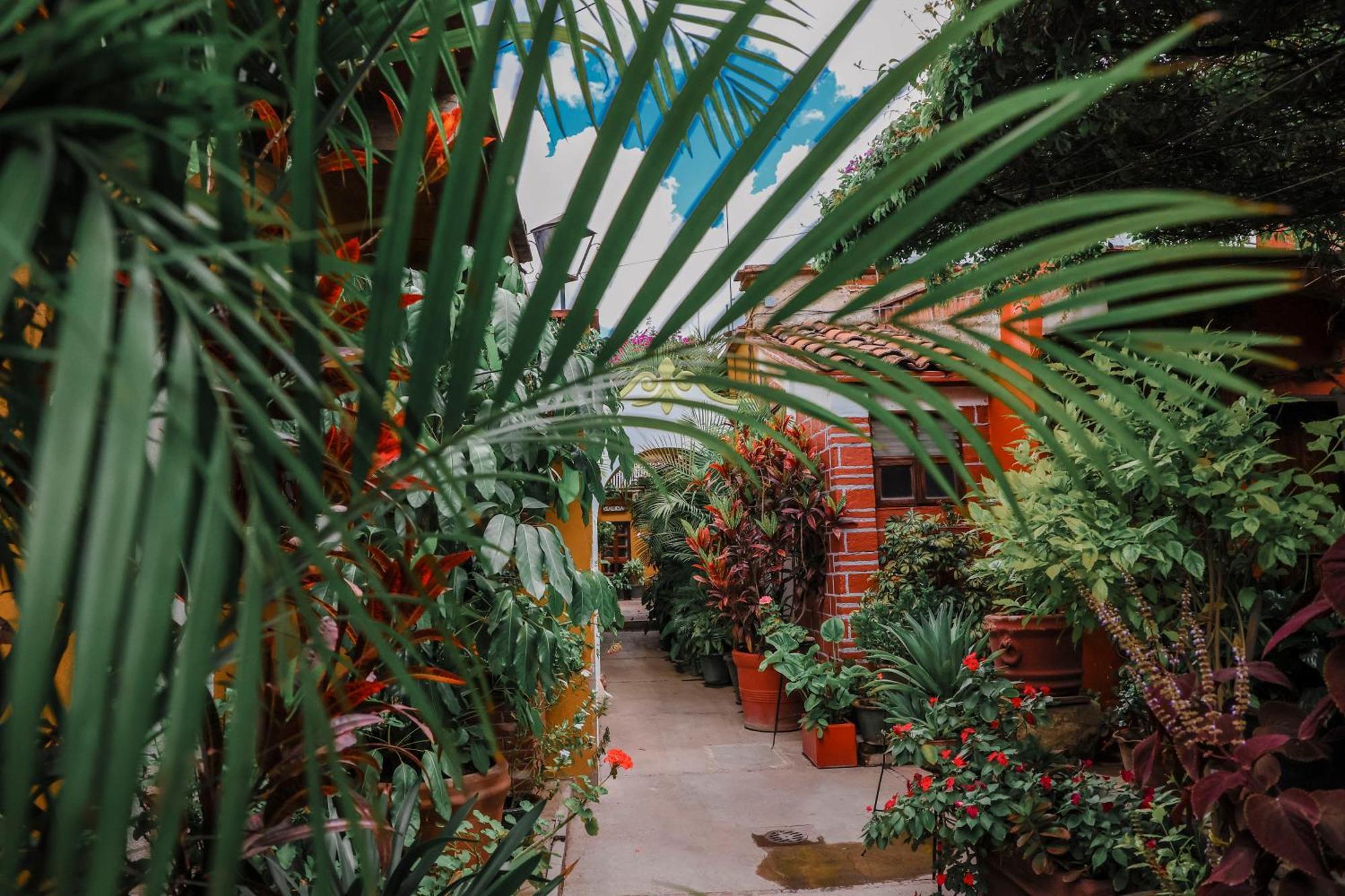 Hotel Las Golondrinas Oaxaca المظهر الخارجي الصورة